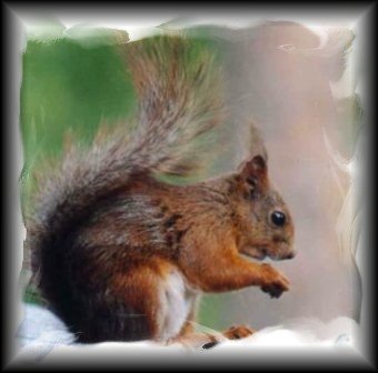 mignon ce petit écureuil,j'en ai un dans le meme genre qui passe tous les jours chez moi et je le guette!